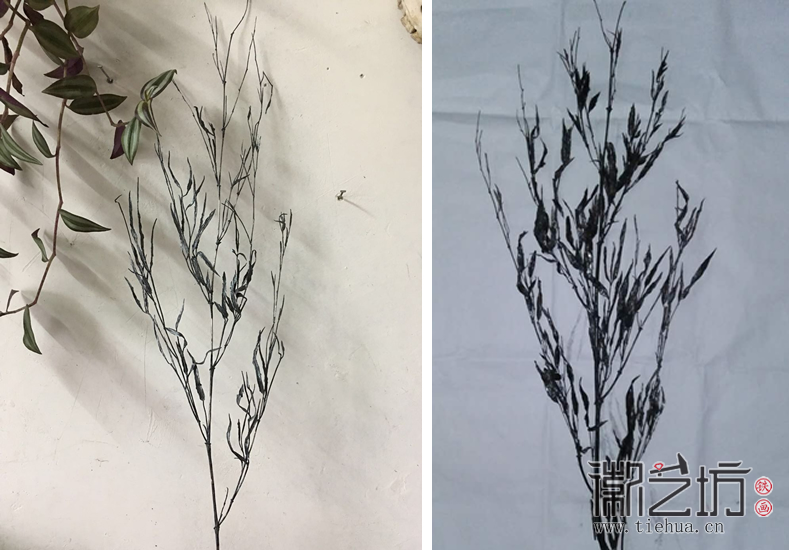 作品分享&mdash;&mdash;枯竹 (2)