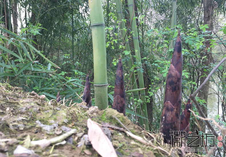 蕪湖鐵畫知行社南陵農(nóng)家采風(fēng) (16)